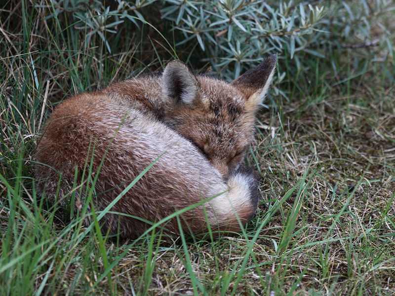 Zoogdieren